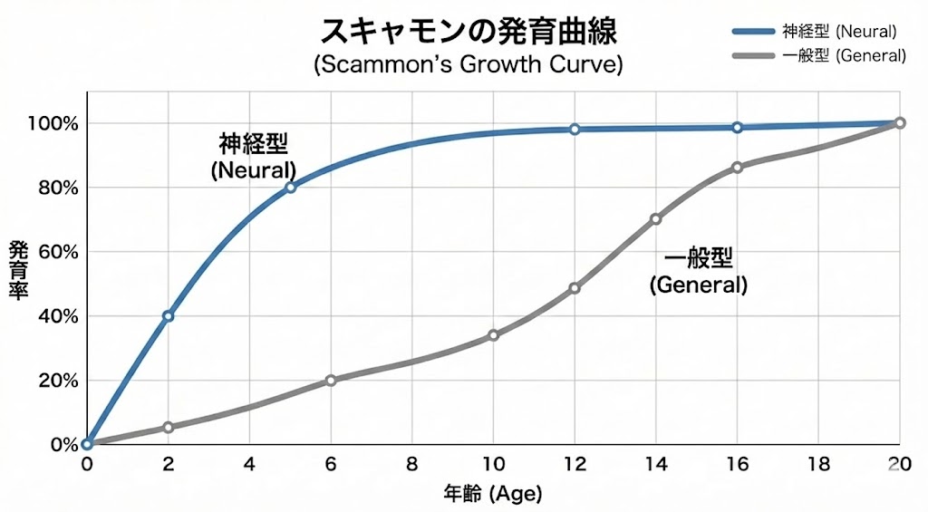 スキャモンの発育曲線